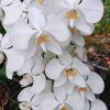Phalaenopsis amabilis (Palawan)