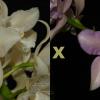 Cattleya amethystoglossa (alba 'Vitoria' x rosada 'Pacifica')