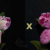 Cattleya amethystoglossa 'Aldebaran' x 'Pedrada'