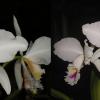 Cattleya labiata semi-alba 'Garganta Escura' x 'Marina'