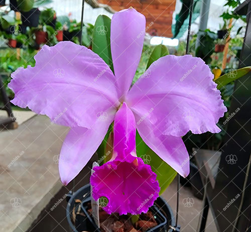 Cattleya Lawremossiae