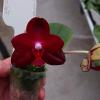 Phalaenopsis Allura 'Ruby Diamond'