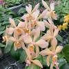 Phalaenopsis aphrodite x Sin Yuan Golden Beauty