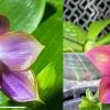 Phalaenopsis Mituo Reflex Dragon 'Blue-2' x Mituo Love 'M#2'