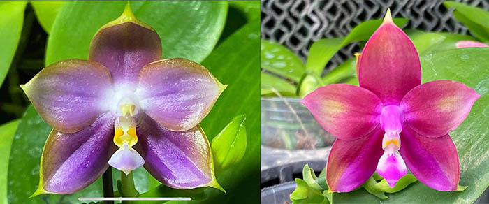 Phalaenopsis Mituo Reflex Dragon 'Blue-2' x Mituo Love 'M#2'
