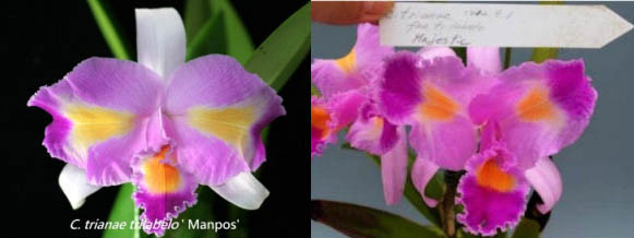 Cattleya trianae trilabelo x sib ('Mampos' x 'Majestic')