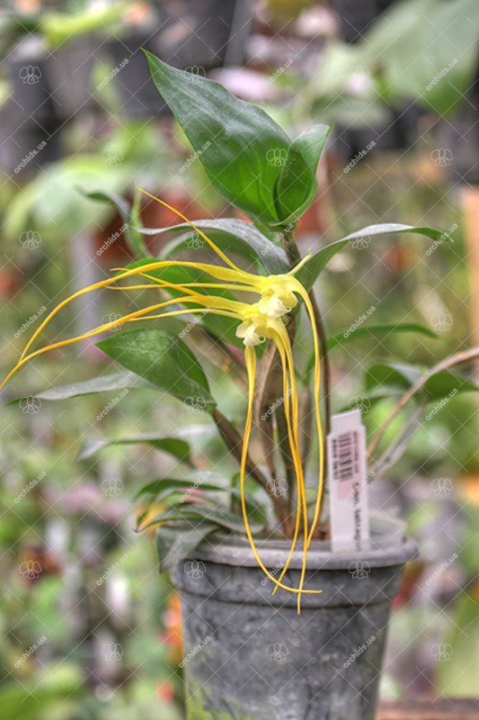 Dendrobium tetragonum alba