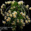 Dendrobium loddigesii var albescens