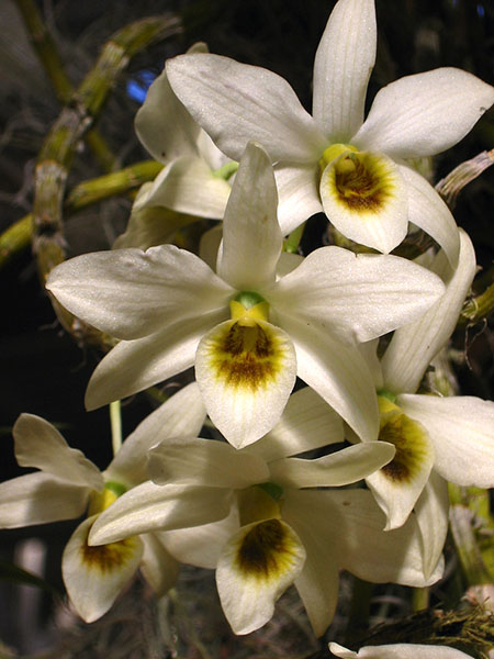 Dendrobium rhombeum