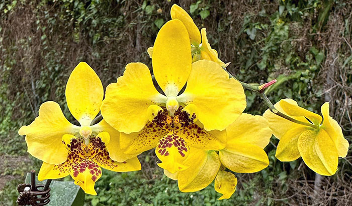 Phalaenopsis stuartiana var nobilis x sib (YF)