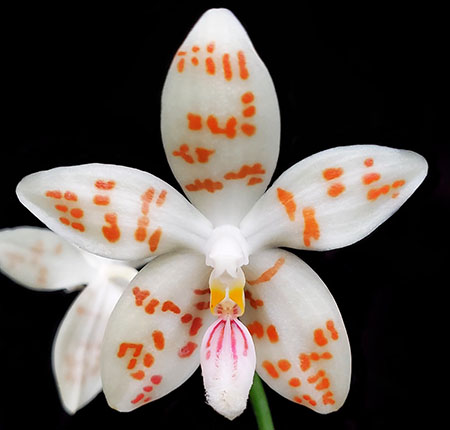 Phalaenopsis zebrina semi-orange