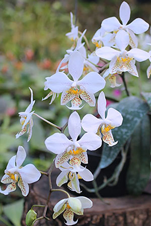 Phalaenopsis stuartiana 'Cluster'