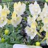 Phalaenopsis (World Class-amabilis) x Sin Yuan Golden Beauty