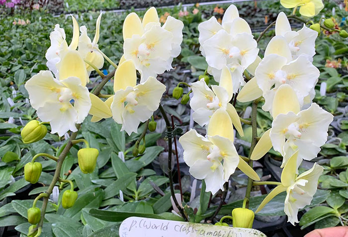 Phalaenopsis (World Class-amabilis) x Sin Yuan Golden Beauty