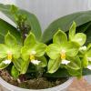 Phalaenopsis Yaphon Evergreen x Zheng Min Muscadine