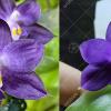Phalaenopsis Mituo Purple Dragon Blue x violacea indigo 'SWR835'