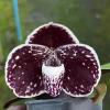 Paphiopedilum godefroyae 'Cherry' x 'Pink Butterfly'