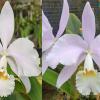 Cattleya warneri albescens ('Ricardo Bells' x 'Dona Lourdes') x warneri albescens 'Santa Teresa'
