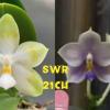 Phalaenopsis Tzu Chiang Tetralitz 'Flava' x SWR GV 'M625'