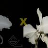 Cattleya warneri (semi-alba venosa 'Lagrima' x 'Ave Maria')
