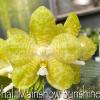 Phalaenopsis Mainshow Sunshine (Lyndon Ever Emerald x gigantea alba)