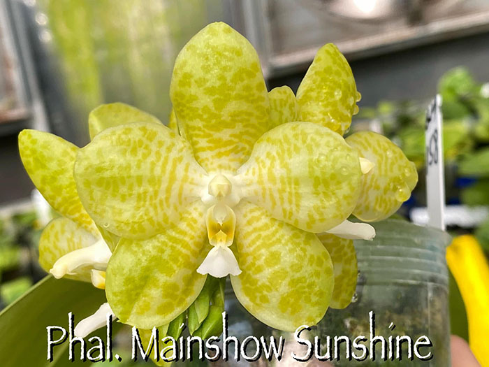 Phalaenopsis Mainshow Sunshine (Lyndon Ever Emerald x gigantea alba)