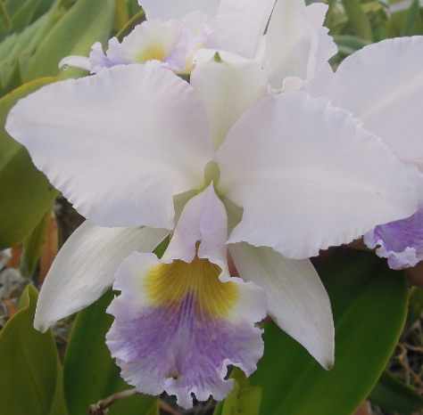 Cattleya gaskelliana coerulea x self (Colombia)