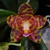 Phalaenopsis David Lim x violacea indigo