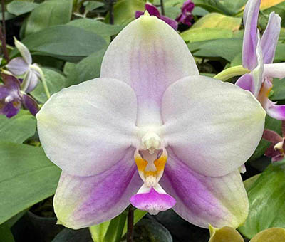 Phalaenopsis Mituo Reflex Dragon 'Blue -2' x (Mituo Sun 'Mituo#2' x Mituo King Bellina)