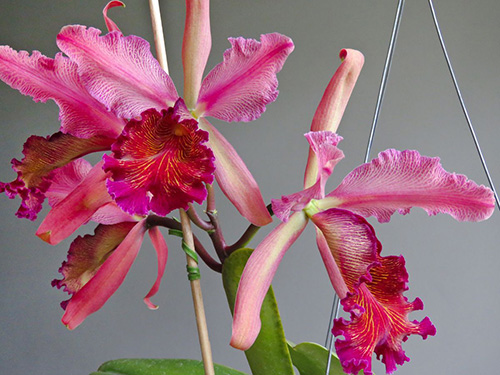 Cattleya dowiana rosita