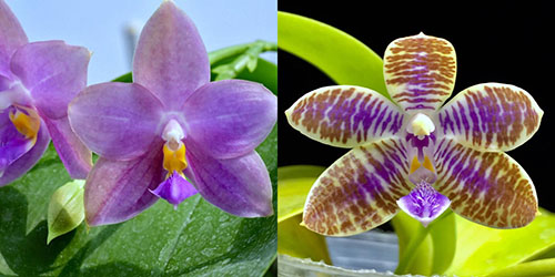 Phalaenopsis (Penang Violacea 'indigo' x lueddemanniana fma coerulea)