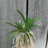 Neofinetia falcata 'Furan'