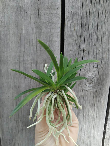 Neofinetia falcata 'Furan'