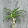 Neofinetia falcata 'Homeiden'