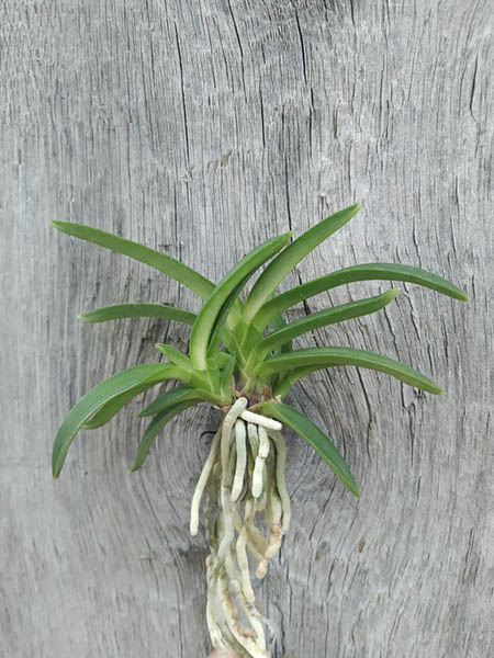 Neofinetia falcata 'Homeiden'