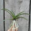 Neofinetia falcata 'Kogyoku no Hana'