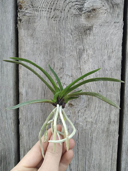 Neofinetia falcata 'Kogyoku no Hana'