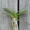 Neofinetia falcata 'Kibana'