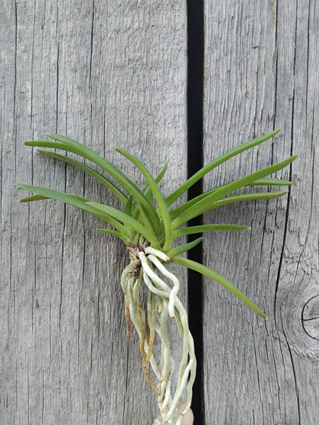 Neofinetia falcata 'Kibana'