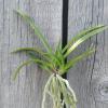 Neofinetia falcata 'Setsuzan'