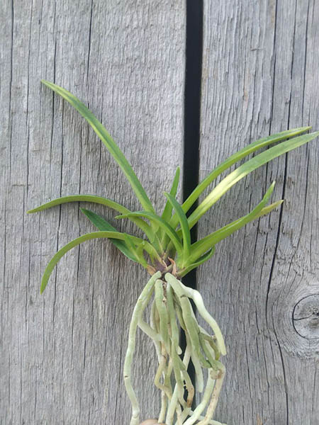 Neofinetia falcata 'Setsuzan'