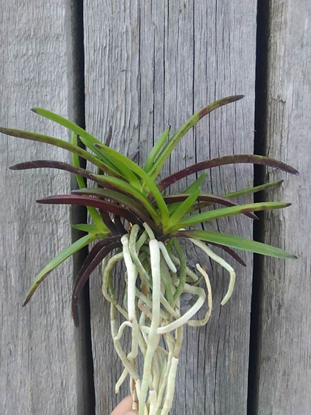 Neofinetia falcata 'Shutenno'