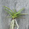 Neofinetia falcata 'Hanagoromo'