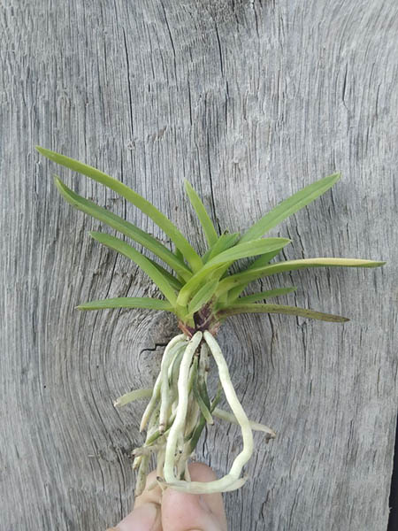 Neofinetia falcata 'Hanagoromo'