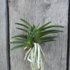 Neofinetia falcata 'Yodo no Matsu'