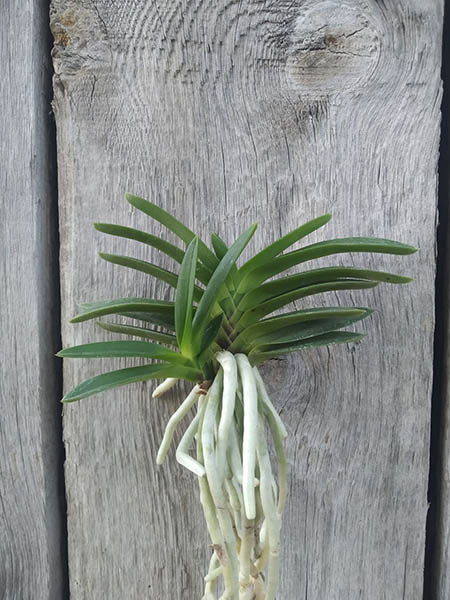 Neofinetia falcata 'Yodo no Matsu'