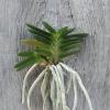 Neofinetia falcata 'Kirinmaru'