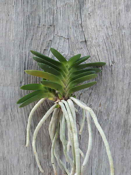 Neofinetia falcata 'Kirinmaru'