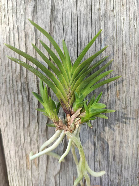 Neofinetia falcata 'Yoroidoshi'