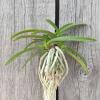 Neofinetia falcata 'Hongchun'